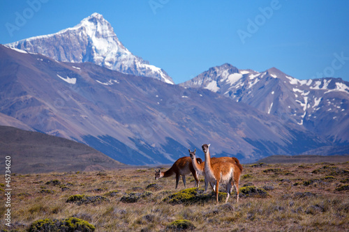 Guanaco, National park Perito Moreno, Argentina, Patagonia