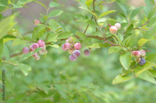 Blueberry Tree