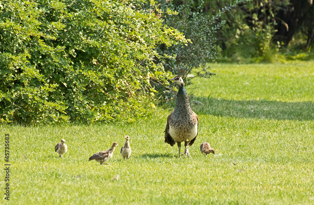A female peacock (peahen), guarding her chicks. A female peacock (peahen), guarding her chicks.