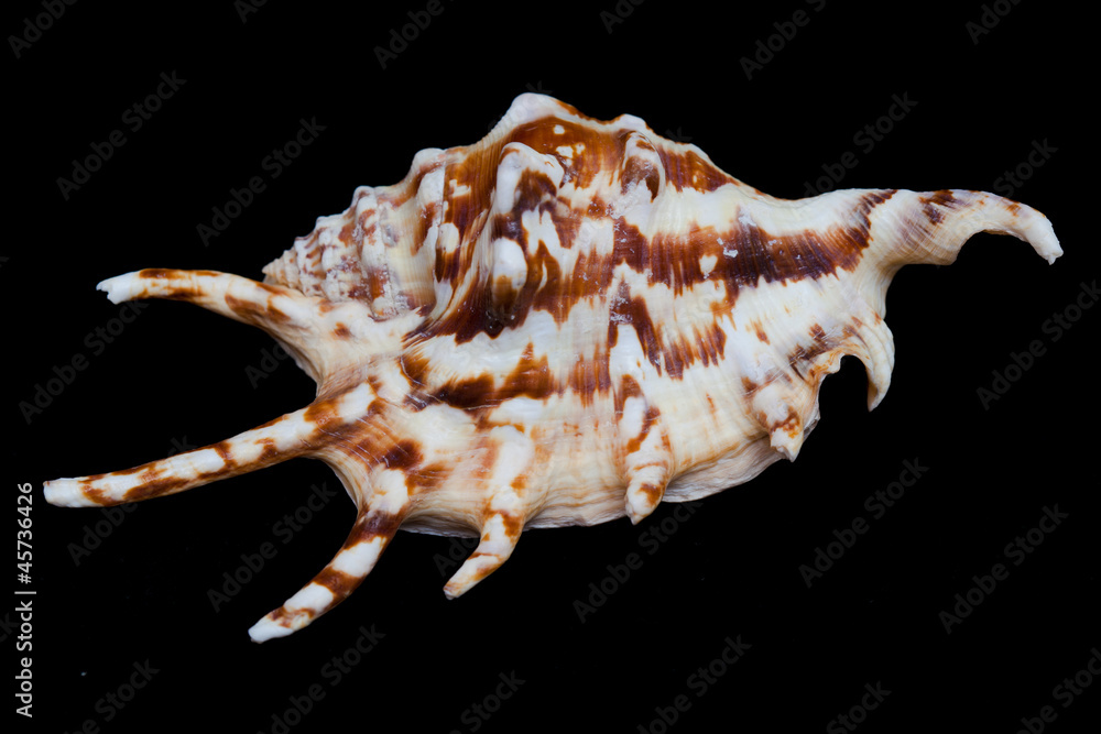 Sea shell with spots and spikes on a black background