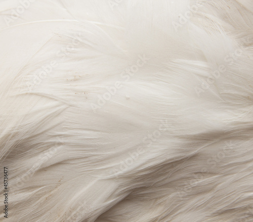 Wallpaper Mural goose feathers as a background Torontodigital.ca