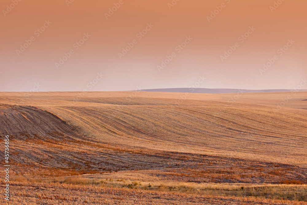 Obraz premium Empty harvested fields colored by a salmon orange sunset.