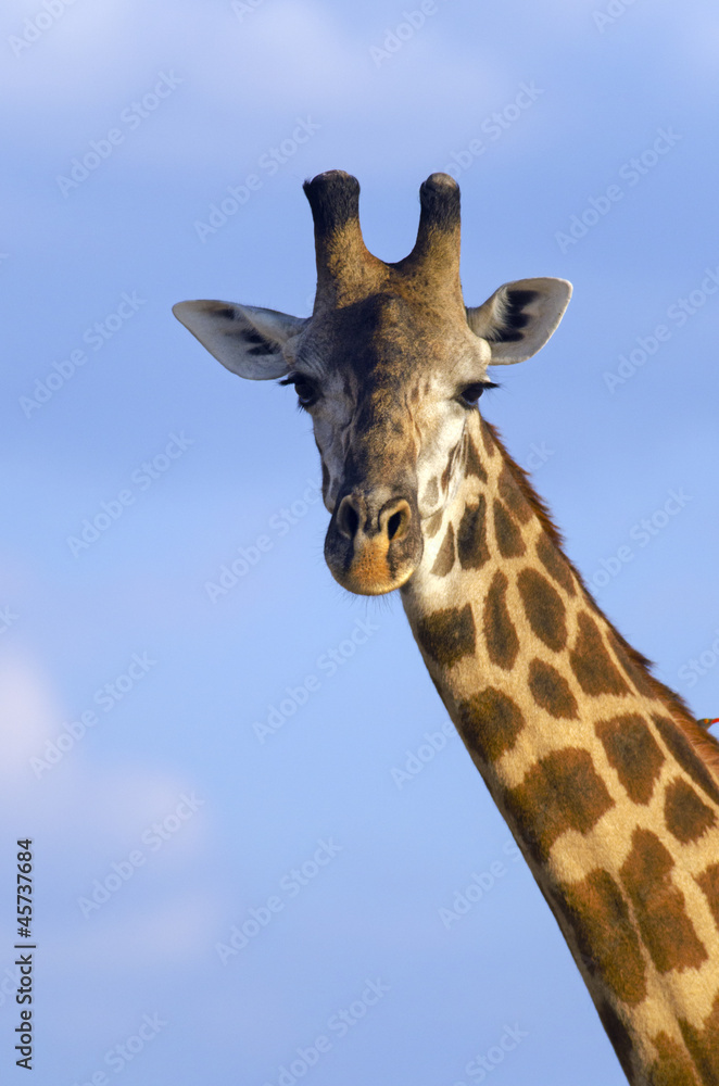 Giraffe Giraffe