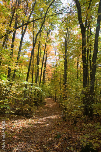 Path in autumn forest © Jennifer de Montfort