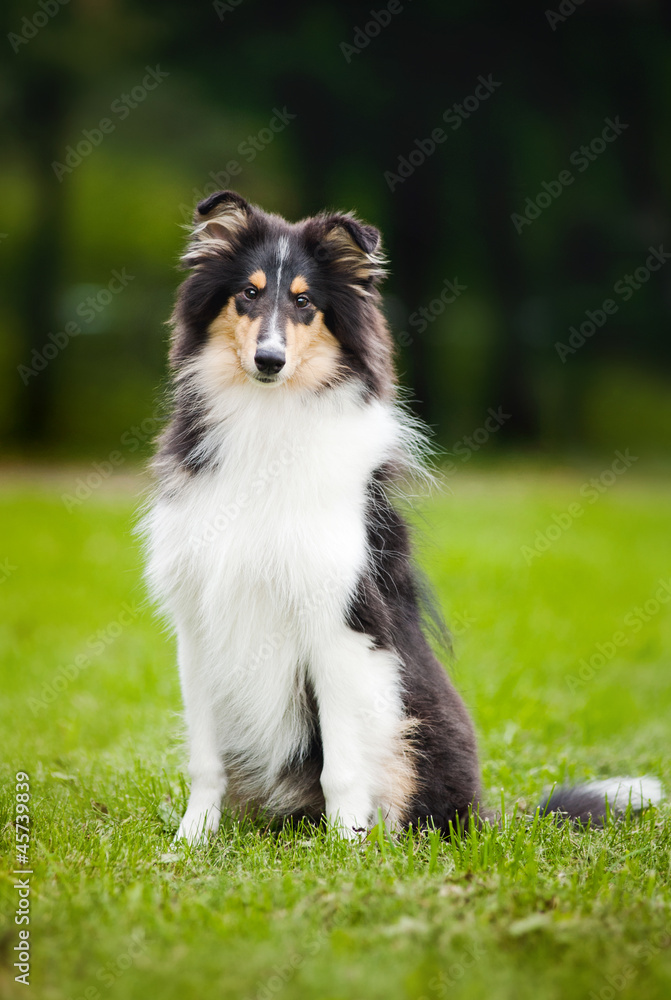 young little puppy collie