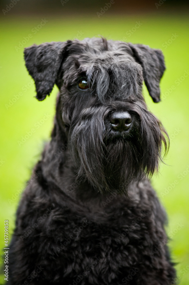 young Miniature Schnauzer portrait young Miniature Schnauzer portrait