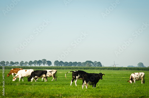 countryside - the Netherlands © Hans Debruyne
