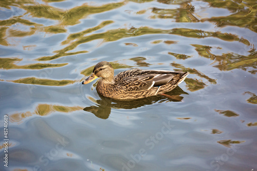Floating duck © jura