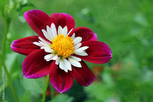 Fototapeta Naklejka Na Ścianę i Meble -  Collerette Dahlia flower