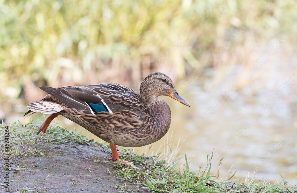 The duck runs in a pond The duck runs in a pond