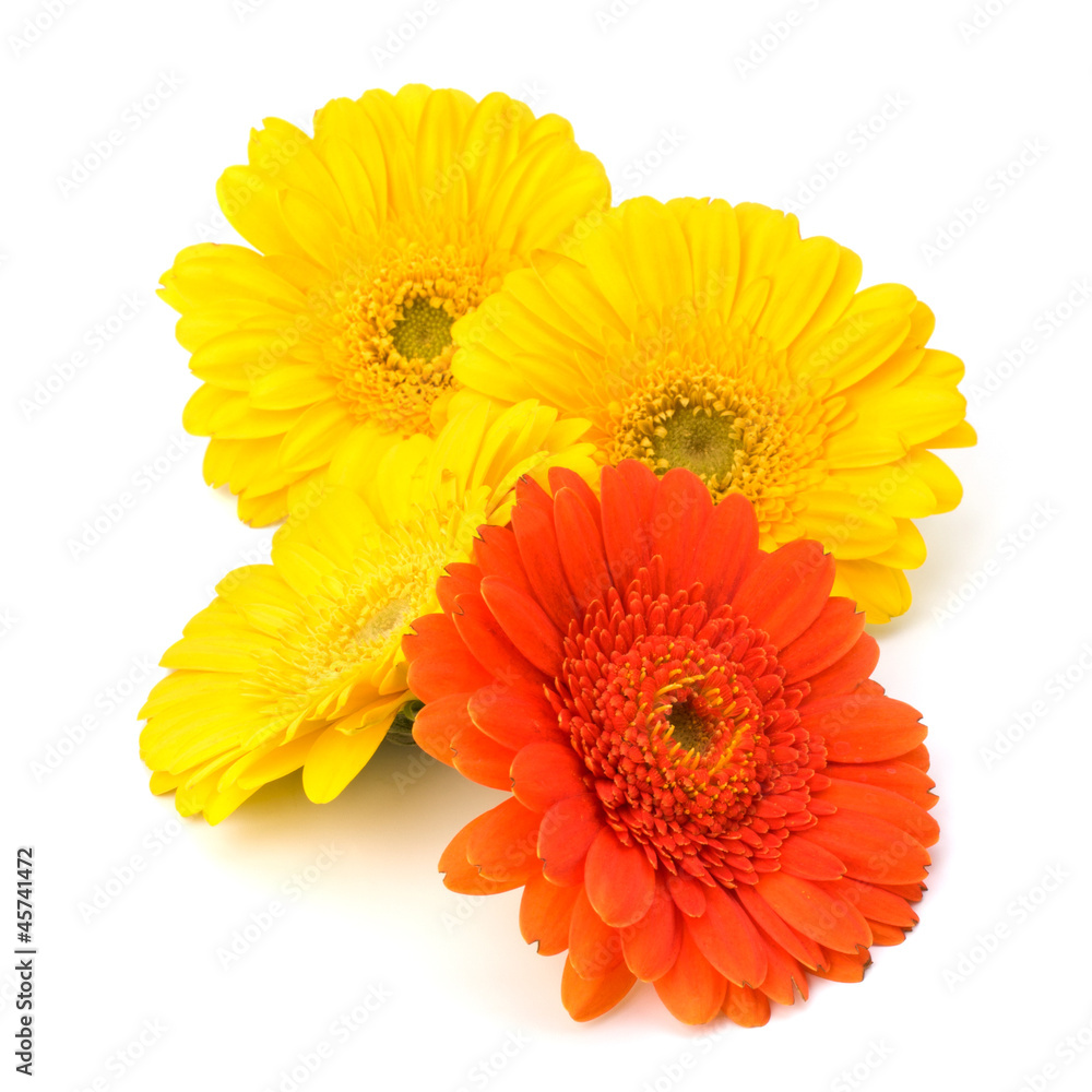 Beautiful daisy gerbera flowers Beautiful daisy gerbera flowers