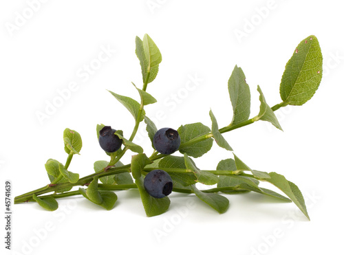 Photo Blue bilberry or whortleberry