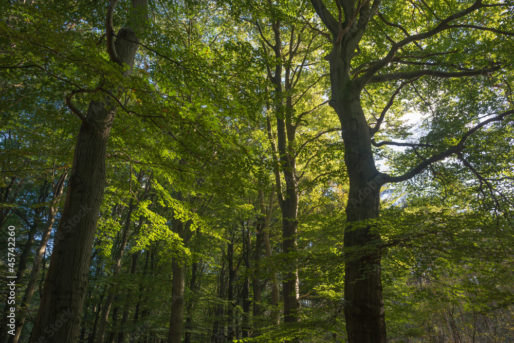 Obraz premium Beech forest in sunlight at fall