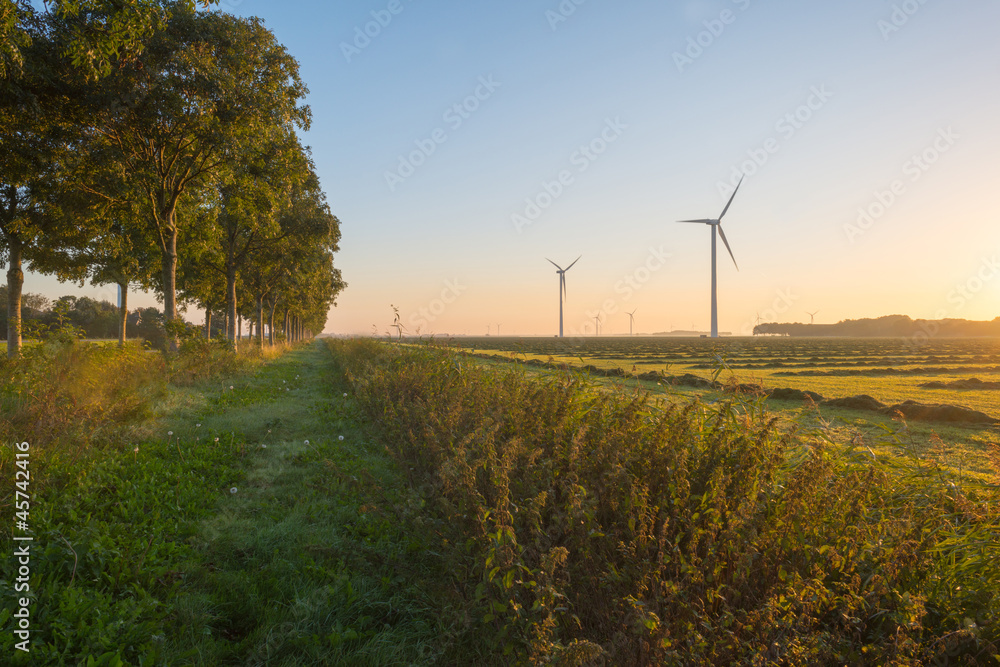 Fototapeta premium Trees in sunligth in nature at dawn