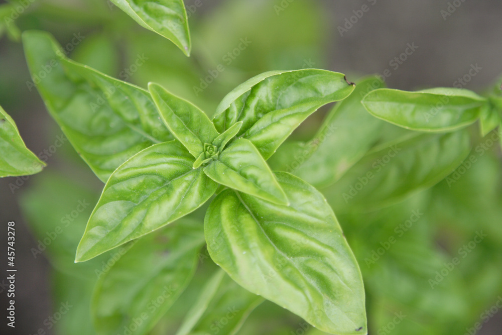basil in garden-bed top view basil in garden-bed top view