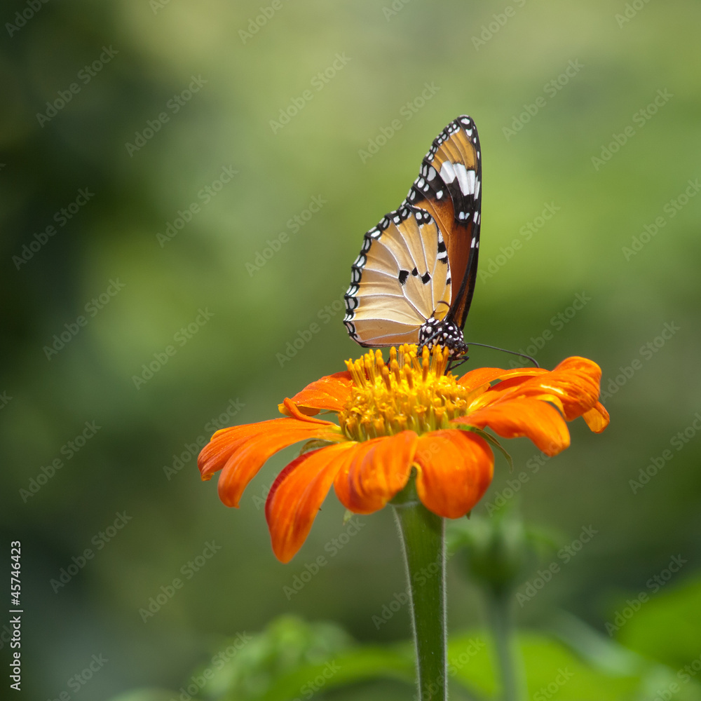A beautiful butterfly sitting in the flower A beautiful butterfly sitting in the flower