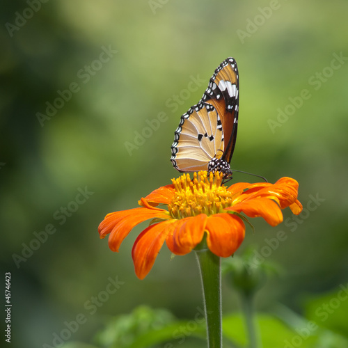 A beautiful butterfly sitting in the flower © jakgree