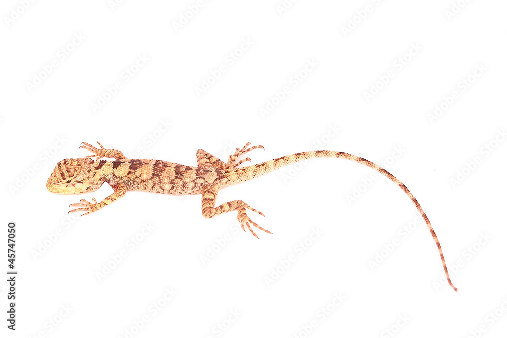 Naklejka premium Agamidae