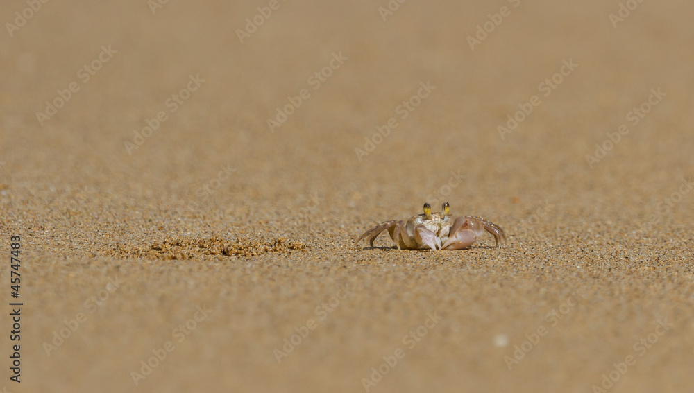 Crab Next to its Burrow Crab Next to its Burrow