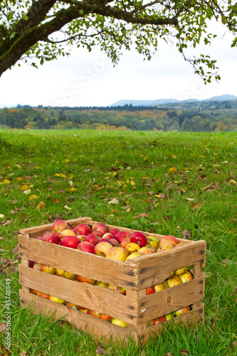 Apfelernte im Oktober photo