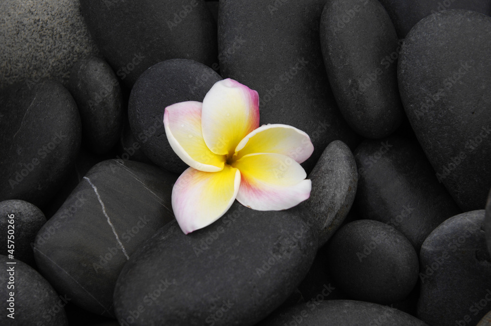 Still life with Frangipani flowers and pebbles Still life with Frangipani flowers and pebbles