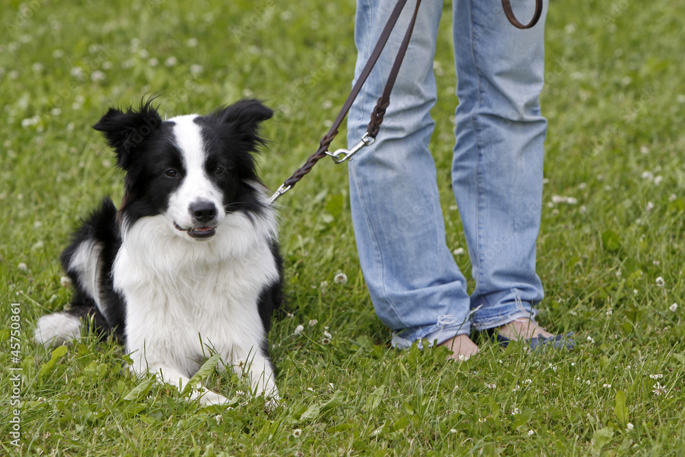Fototapeta premium Schwarz-weißer Border Collie