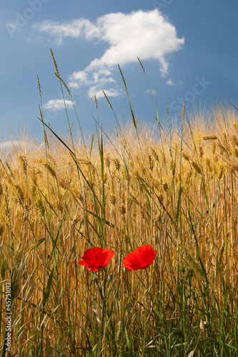 Fototapeta Naklejka Na Ścianę i Meble -  Poppies in a field of wheat