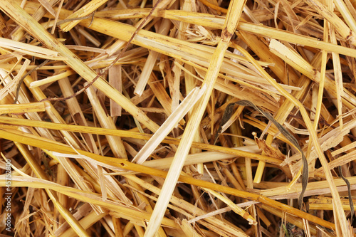 Golden hay close-up