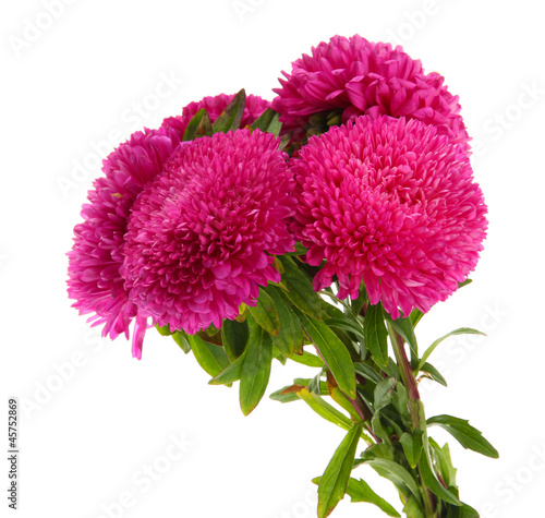 pink aster flowers  isolated on white