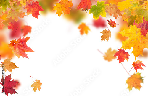 Falling maple leaves isolated on white background