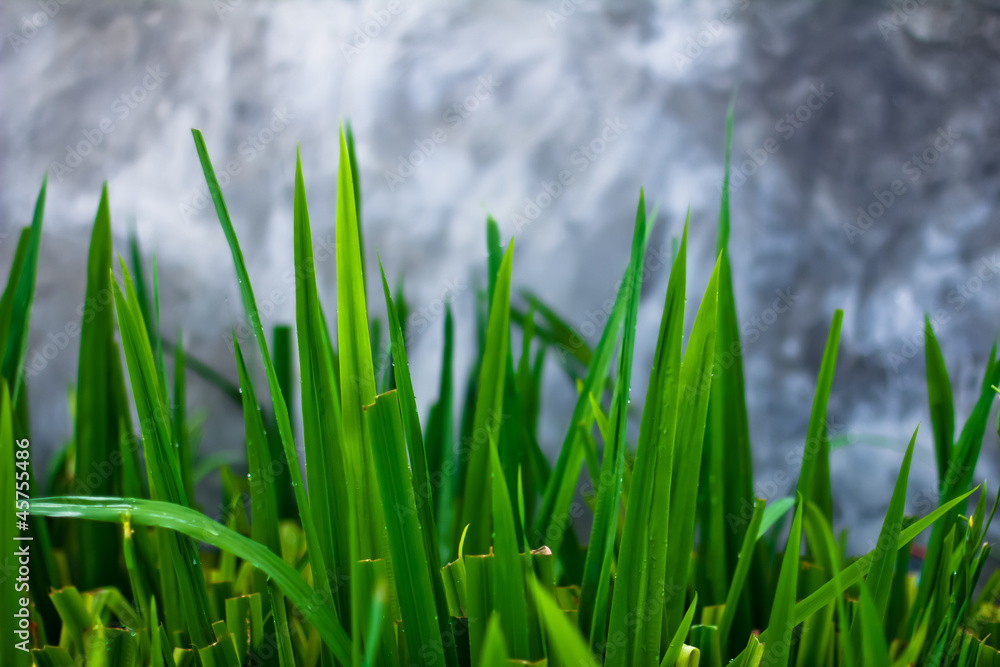 Fototapeta premium green grass and concrete wall