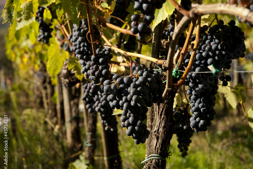 Tuscany Red Wine Grapes