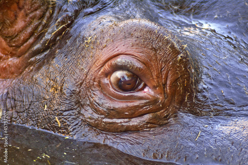 Hippo eye closeup (Hippopotamus amphibius)