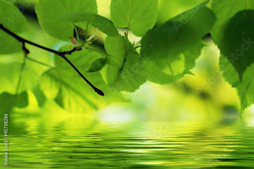 Natural Background: linden leaves relflecting in water