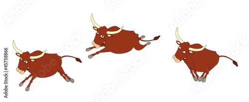 bull running