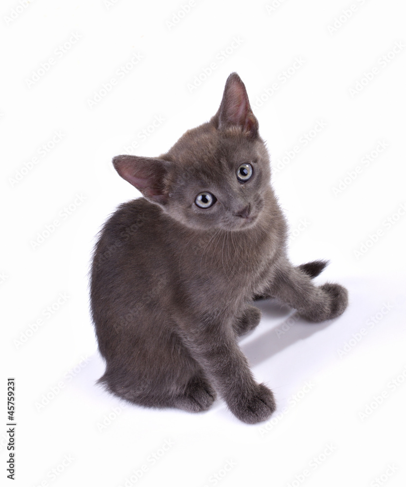 Fototapeta premium beautiful fumose kitten