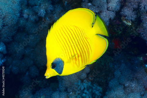 Konstfotografi Bluecheek butterflyfish in the Red Sea, Egypt.