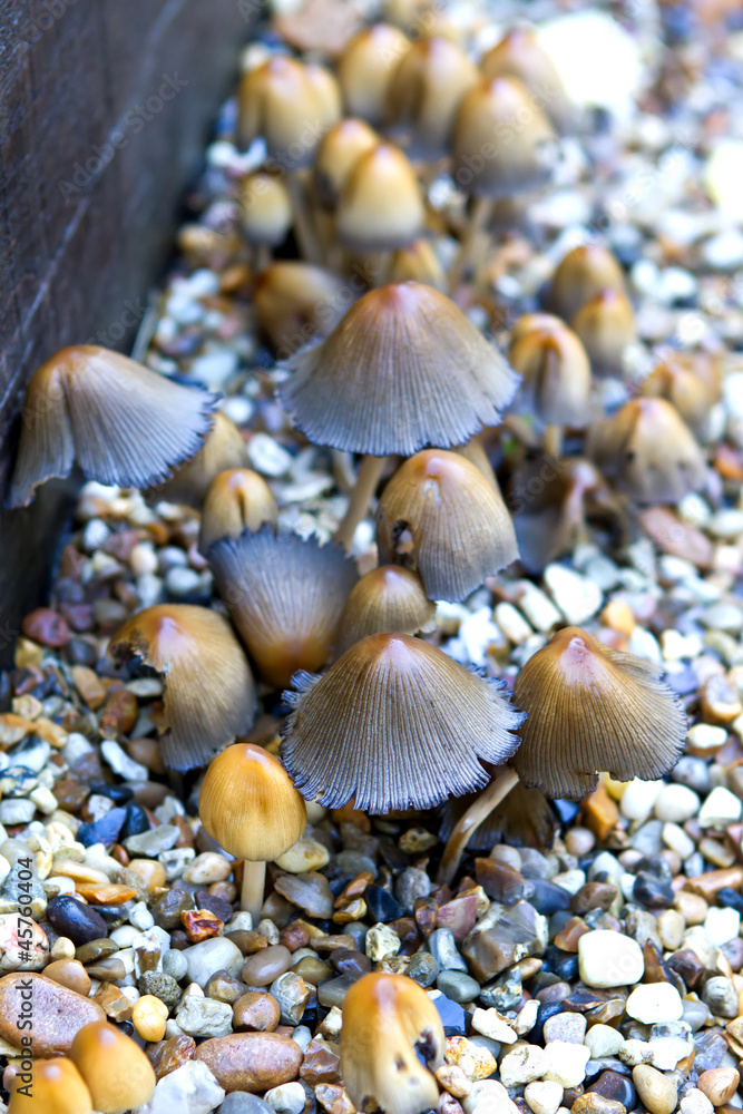 small mushrooms growing amongst the gravel small mushrooms growing amongst the gravel