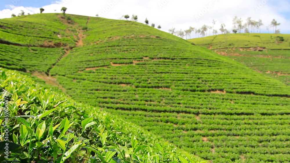Sri Lanka tea garden mountains in nuwara eliya Sri Lanka tea garden mountains in nuwara eliya