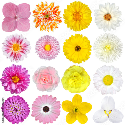 Fototapeta Naklejka Na Ścianę i Meble -  Selection of  Pink, Orange, Yellow and White Flowers Isolated