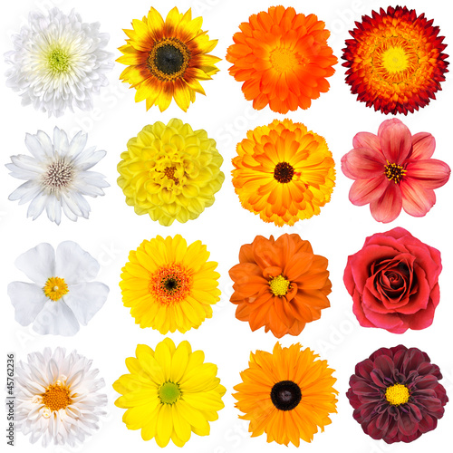 Various White, Yellow, Orange and Red Flowers Isolated on White