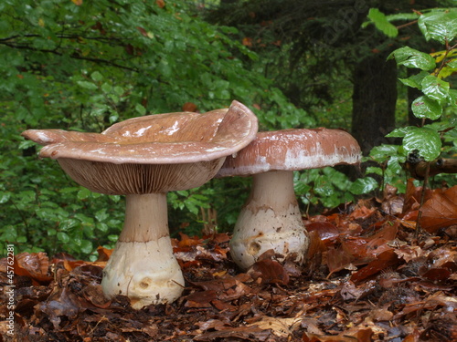 Schleiereule, Blaugestiefelter Schleimkopf
