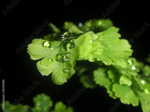 Maidenhair fern with rain drop