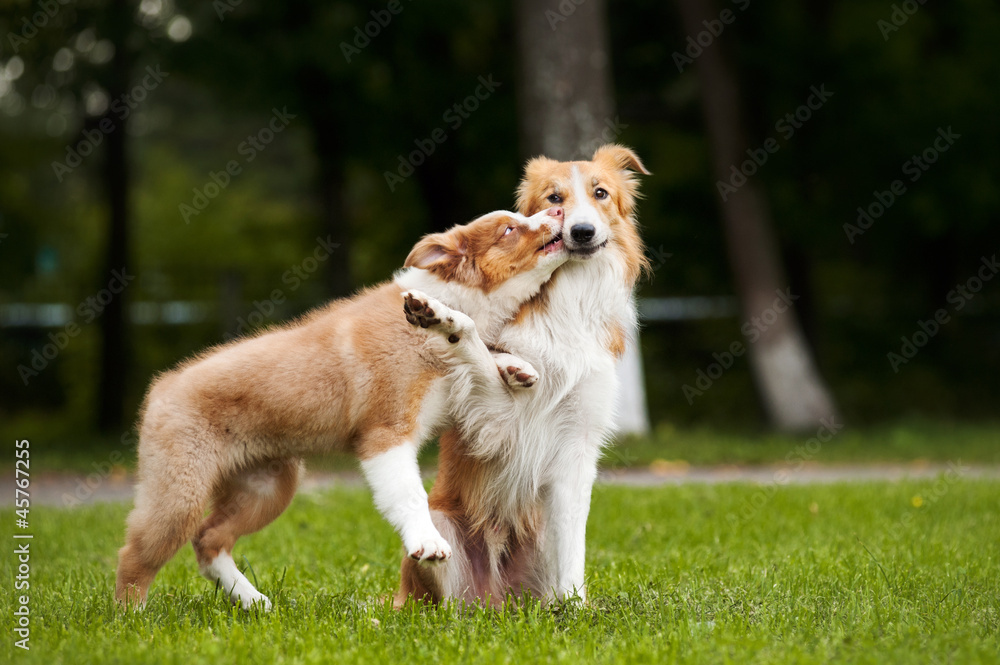 cute puppy kisses red dog cute puppy kisses red dog
