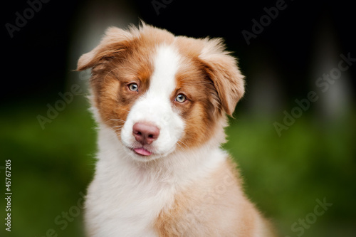 Fototapeta Naklejka Na Ścianę i Meble -  cute funny puppy Australian Shepherd