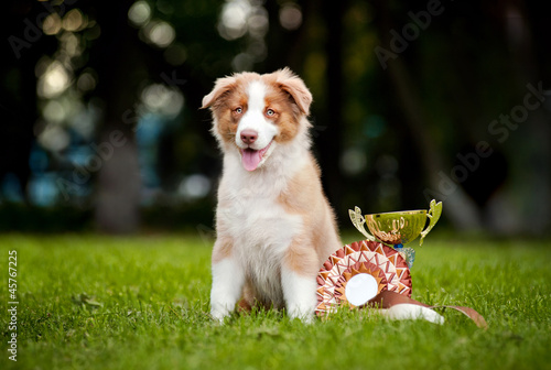 little puppy and his award cup