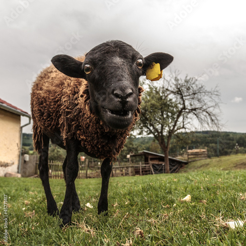 Crazy brown sheep