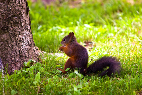 Squirrel is eating