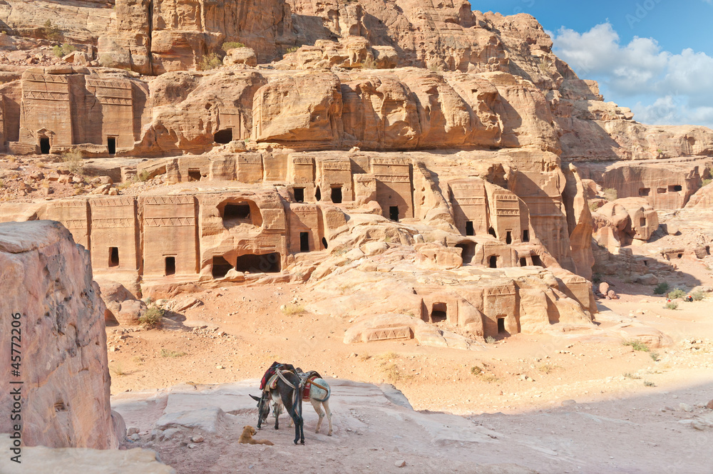Two tour donkies in Ancient Petra city Jordan Two tour donkies in Ancient Petra city Jordan
