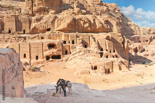 Two tour donkies  in Ancient Petra city Jordan